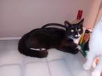 2 kittens zoeken goed huisje, Dieren en Toebehoren, Katten en Kittens | Overige Katten, Poes