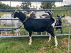 Zwarte toggenburger bok ter dekking, Dieren en Toebehoren, Mannelijk, Geit