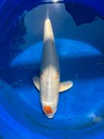 Koikarper karper koi japanse koi tancho ogon vis vissen pomp, Dieren en Toebehoren, Vissen | Vijvervissen, Karper of Koi