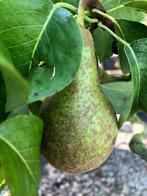 Lei peren boom, 'Conference' met leirek 150 cm hoog! € 24,95, Ophalen, Lente, Volle zon, Perenboom