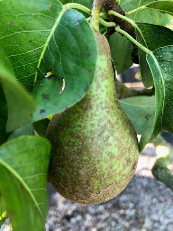 Lei peren boom, 'Conference' met leirek 150 cm hoog! € 24,95, Tuin en Terras, Planten | Fruitbomen, Perenboom, 100 tot 250 cm