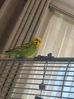 Mooie grasparkietje pop, Vrouwelijk, Parkiet