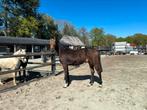 2 jr merrie Covalliero (Comme il Fault) x Armison, Merrie, 165 tot 170 cm, Springpaard, 0 tot 2 jaar