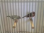 Koppel kanaries, Dieren en Toebehoren, Meerdere dieren, Kleurkanarie
