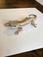 0.1 R. Auriculatus / Gargoyle gekko vrouw, Dieren en Toebehoren, Reptielen en Amfibieën