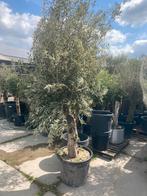 Super dikke olijfboom 3 meter hoog. Stamdikte 40/45 cm, Ophalen, Volle zon, Olijfboom, 100 tot 250 cm