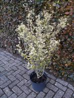 Ligustrum ovalifolium 'Aureum' Geel bonte liguster, Ophalen, Liguster, Minder dan 100 cm