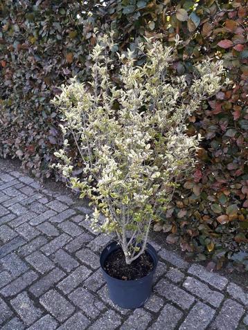 Ligustrum ovalifolium 'Aureum' Geel bonte liguster  beschikbaar voor biedingen