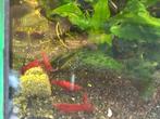 red sakura garnalen, Dieren en Toebehoren, Vissen | Aquariumvissen, Kreeft, Krab of Garnaal