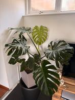 MONSTERA THAI CONSTELLATION, Groene kamerplant, Ophalen, Overige soorten, 150 tot 200 cm