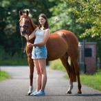 Verzorger aangeboden /Verzorgpaard gezocht, Ophalen, Nieuw