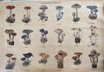 Leuke paddenstoelen schoolplaat met de bekende vliegenzwam, Ophalen of Verzenden, Natuur en Biologie