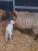 Schaap met ooilam, Vrouwelijk, Schaap, 0 tot 2 jaar