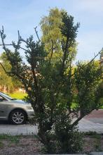 Olijf boom, Tuin en Terras, Planten | Bomen, 100 tot 250 cm, Olijfboom, Zomer, Ophalen