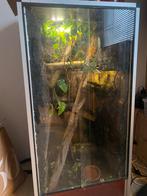 Terrarium daggekko 60x60x120, Dieren en Toebehoren, Reptielen en Amfibieën | Toebehoren, Ophalen of Verzenden, Zo goed als nieuw