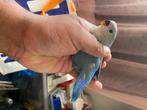 Agapornis baby, Dieren en Toebehoren, Geslacht onbekend, Dwergpapegaai of Agapornis, Geringd