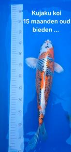 Kujaku koi, Karper of Koi