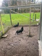 Grote Sumatra hanen, Dieren en Toebehoren, Pluimvee, Mannelijk, Kip