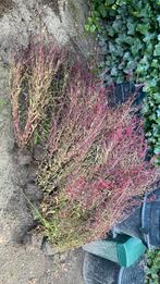 Gaura’s 20x vandaag ophalen, Ophalen of Verzenden, Zomer, Overige soorten, Volle zon