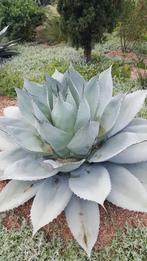 Agave Ovatifolia Frosty Blue, Cactus, Plant, Stek,Kamerplant, Overige soorten, Verzenden, Bloeit niet, Volle zon