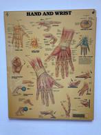 Grote anatomische wandplaten., Ophalen, Gebruikt