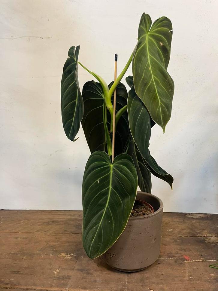 Philodendron spec. – 40cm, Huis en Inrichting, Kamerplanten, Minder dan 100 cm, Halfschaduw, Ophalen