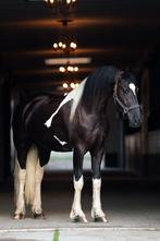 Mooie en lieve barock pinto ruin van 4 jaar., Dieren en Toebehoren, Paarden, Gechipt, Ruin, Dressuurpaard, Zadelmak