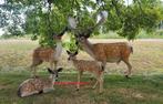 Damhert ,  Eland  , Vos , Wolf , Hert , Wildzwijn , Wolf, Ophalen of Verzenden, Nieuw, Kunststof, Dierenbeeld