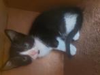 KITTEN, Dieren en Toebehoren, Katten en Kittens | Overige Katten