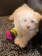 Maltipoo puppy’s, Overige rassen, CDV (hondenziekte), 8 tot 15 weken, Meerdere