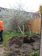 Uw tuin weer zomerklaar! Groen & straatwerk, Ophalen, Nieuw