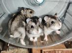 Schattige tamme dwerghamsters (complete sets ook mogelijk), Hamster, Meerdere dieren, Tam, September