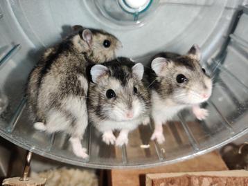 Schattige tamme dwerghamsters (complete sets ook mogelijk) beschikbaar voor biedingen