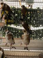 Distelvink Major Putters 2025, Dieren en Toebehoren, Vogels | Overige Vogels, Meerdere dieren, Wildzangvogel, Geringd