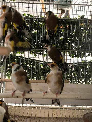 Distelvink Major Putters 2025 beschikbaar voor biedingen