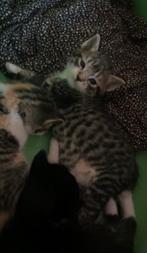 Kittens, Dieren en Toebehoren, Katten en Kittens | Overige Katten, Meerdere dieren