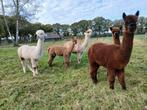 5 prachtige alpaca merries, Juni, Meerdere dieren