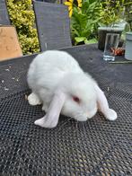Duitse hangoor konijntjes, Dieren en Toebehoren, Konijnen, Meerdere dieren, Groot, Hangoor
