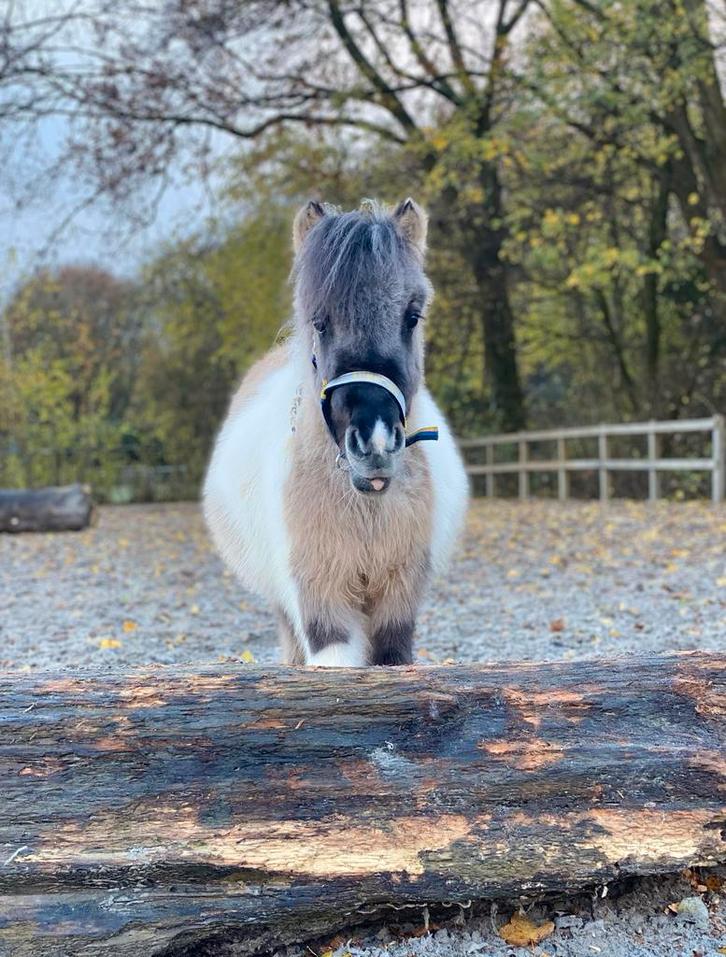 Cookie zoekt een ruitertje!, Diensten en Vakmensen, Dieren | Paarden | Verzorging, Oppas en Les, Ruiter of Bijrijder