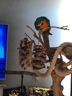 Huisje gezocht, Vrouwelijk, Papegaai, Pratend