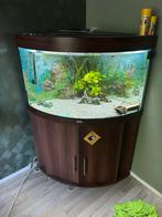 juwel 190 L, Ophalen of Verzenden, Zo goed als nieuw, Gevuld zoetwateraquarium