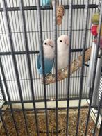 2 agapornissen te koop, Dwergpapegaai of Agapornis