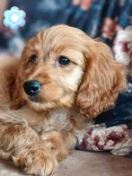 Prachtige mini doodle pups, Nederland, Overige rassen, CDV (hondenziekte), 8 tot 15 weken