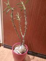 Pachypodium succulentum Large, caudex plant, succulent, Huis en Inrichting, Kamerplanten, Verzenden, Overige soorten, Minder dan 100 cm