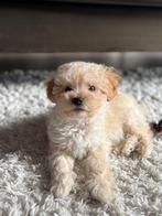 Maltipoo (Maltezer met Dwergpoedel), Dieren en Toebehoren, Honden | Chihuahua's en Gezelschapshonden, 8 tot 15 weken, Eén hond