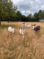 Ezels te koop – Bonte merries en jaarlingen, Juli, Meerdere dieren