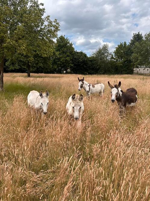 Ezels te koop – Bonte merries en jaarlingen, Dieren en Toebehoren, Overige Dieren, Meerdere dieren, Juli