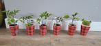 tomatenplantjes verschillende soorten tomatenplant, Ophalen, Volle zon, Groenteplanten, Eenjarig