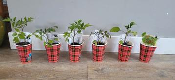 tomatenplantjes verschillende soorten tomatenplant beschikbaar voor biedingen