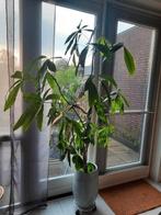 Money Tree ca. 1.80cm incl pot, Ophalen of Verzenden, Volle zon, Overige soorten, 100 tot 250 cm